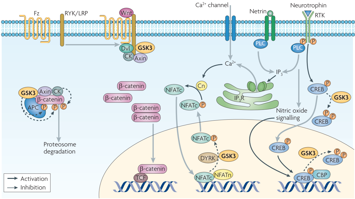 Figure 6 │ **Potential roles of GSK3 in the transcriptional regulation of axon growth**
